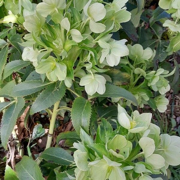 Helleborus argutifolius Flower