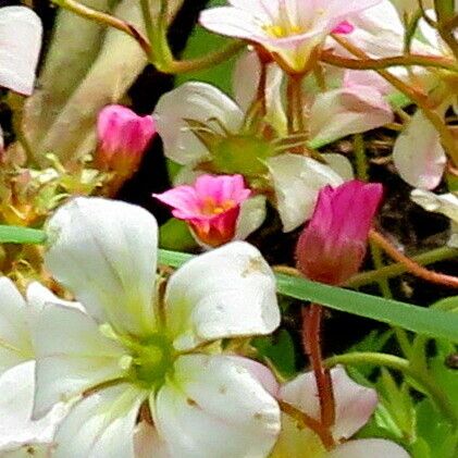 Saxifraga rosacea Flower