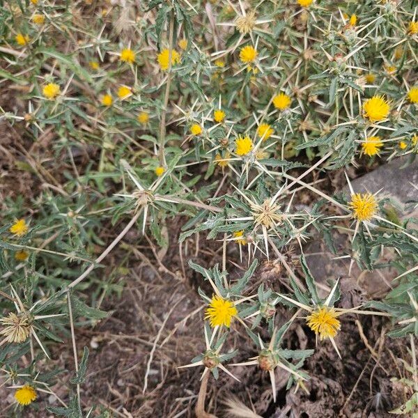 Centaurea hyalolepis ᱵᱟᱦᱟ