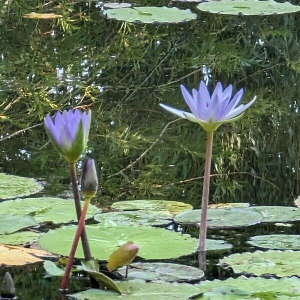 Nymphaea nouchali Blüte