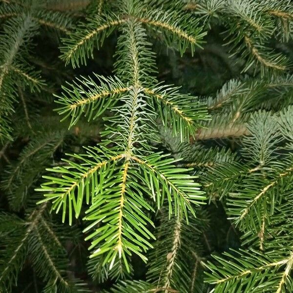 Abies nordmanniana Blatt