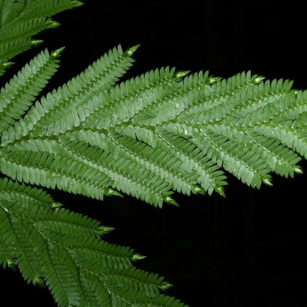 Selaginella parkeri Folla