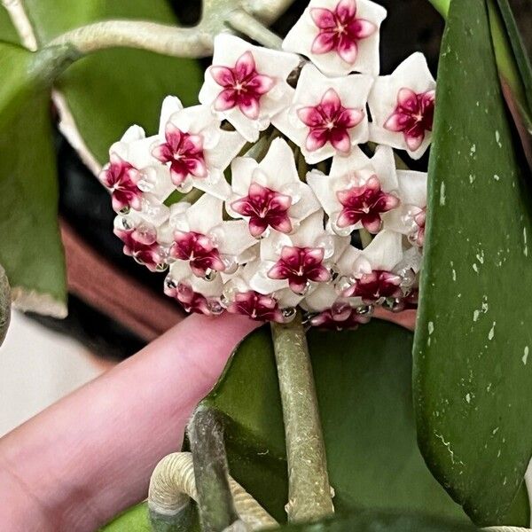 Hoya obovata Flower