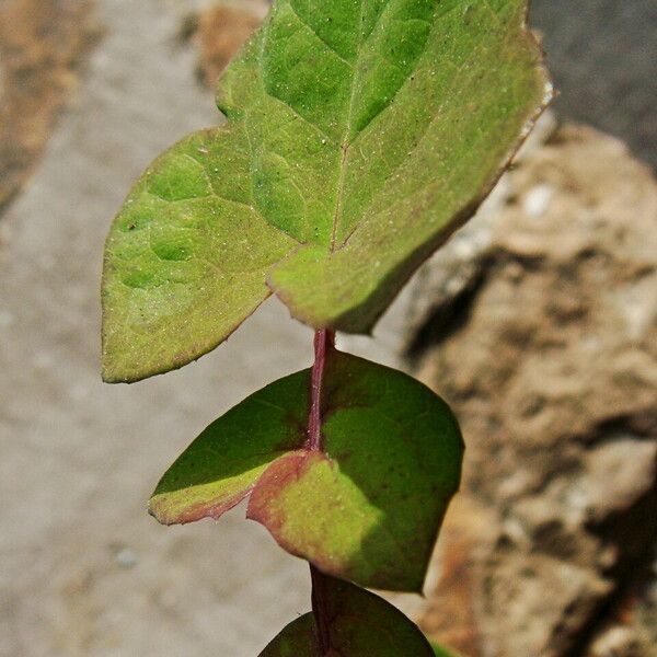 Sonchus oleraceus Leaf