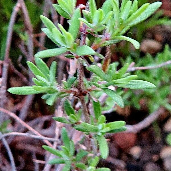 Thymus serpyllum Leaf