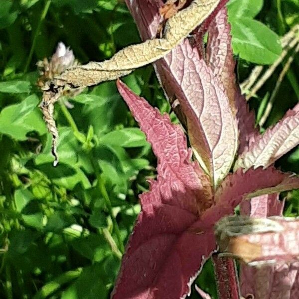 Verbena hastata Φύλλο