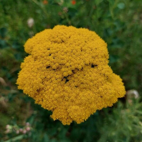 Achillea filipendulina Květ