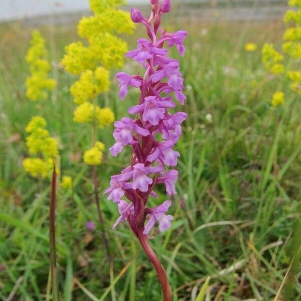 Gymnadenia conopsea Blomst