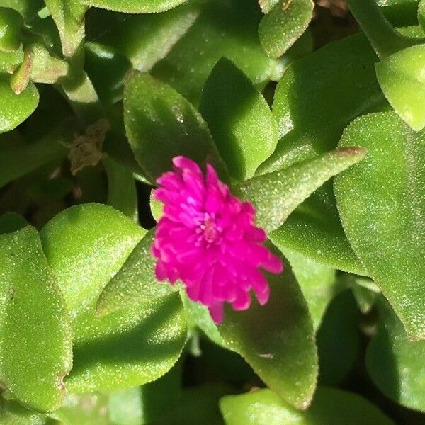 Aptenia cordifolia Çiçek