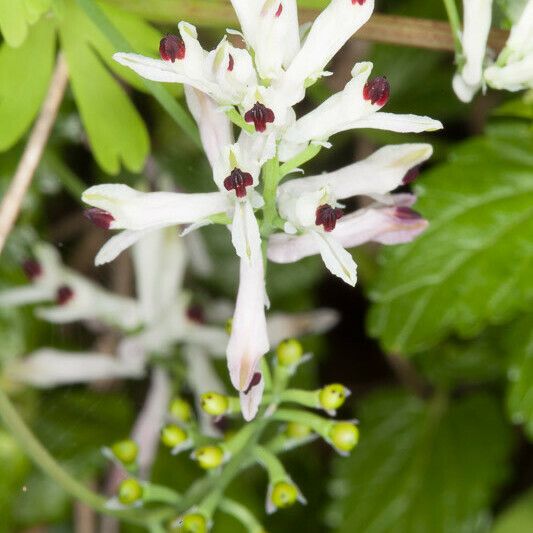 Fumaria bicolor Flower