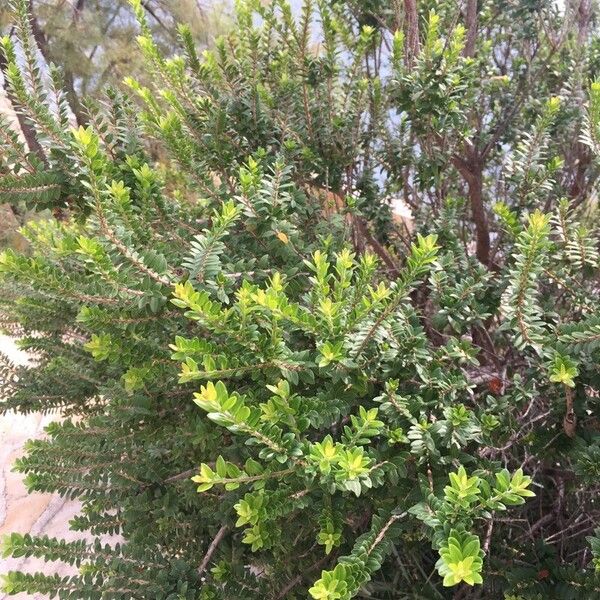 Myrtus communis عادت داشتن