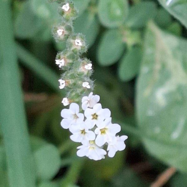 Heliotropium europaeum Квітка