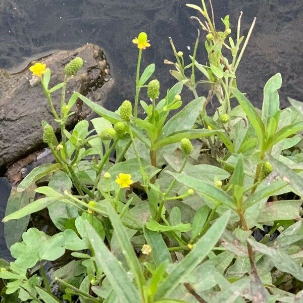 Ranunculus sceleratus Květ