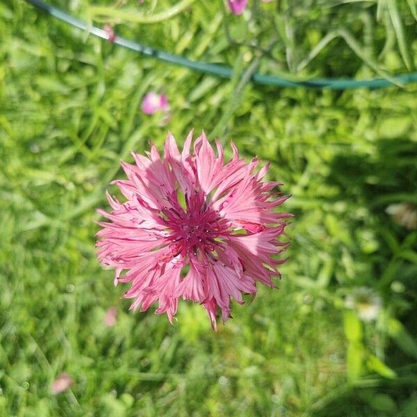 Centaurea napifolia Flor