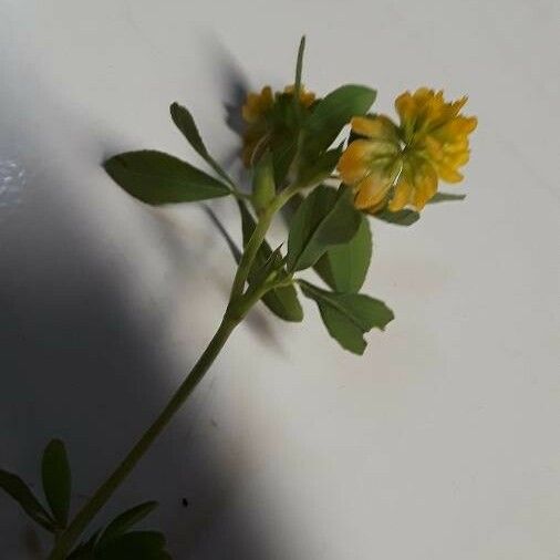 Trifolium aureum Flower