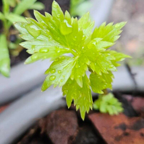 Levisticum officinale Лист