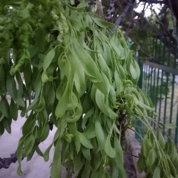 Fraxinus angustifolia Blatt