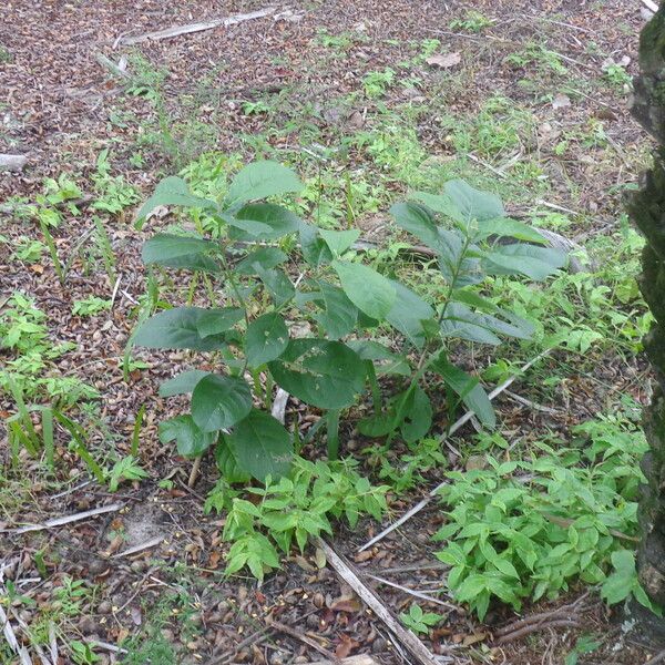 Ehretia acuminata 葉