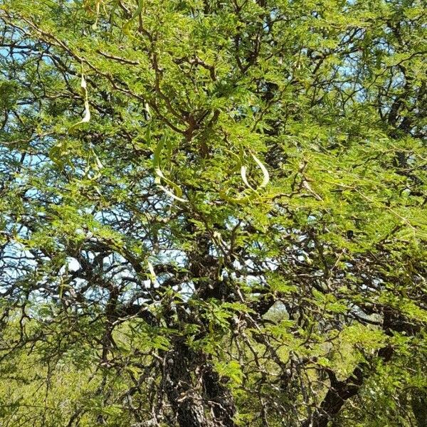 Prosopis caldenia 整株植物