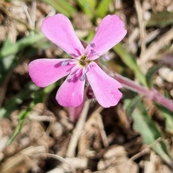 Saponaria ocymoides Kwiat