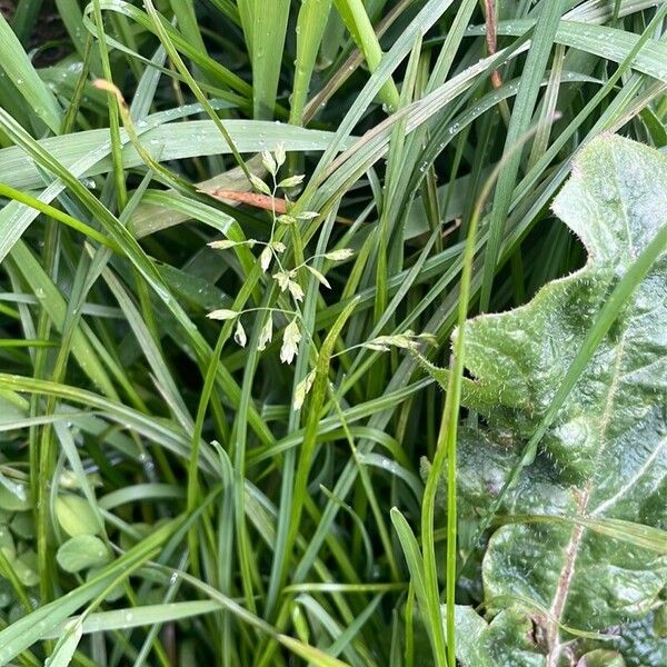 Poa annua Costuma