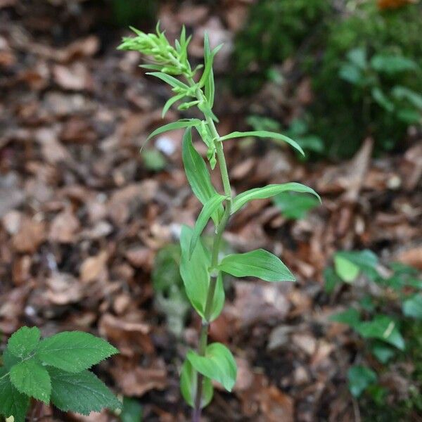 Epipactis muelleri Staniste