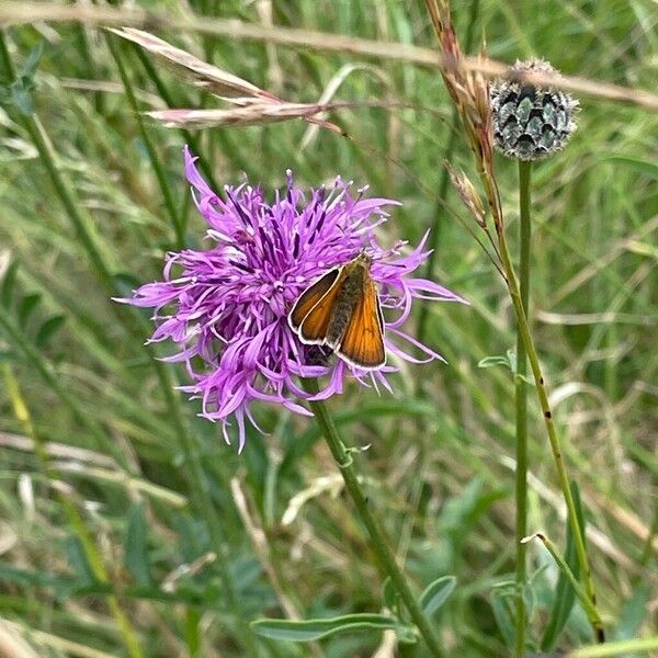 Centaurea scabiosa Квітка