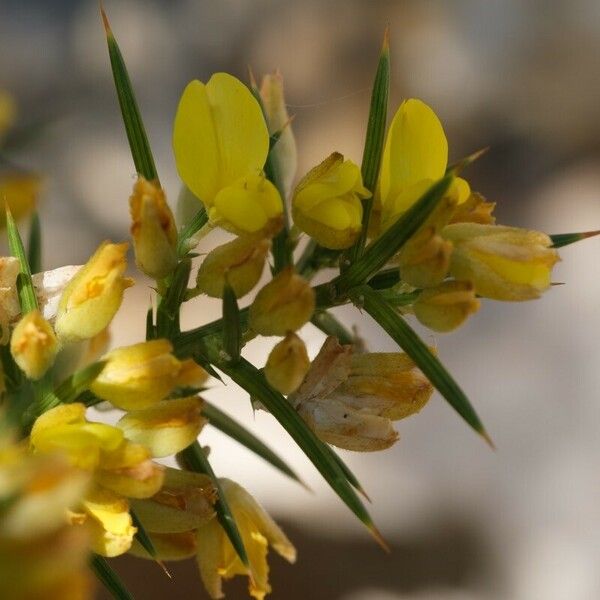 Ulex parviflorus Flower