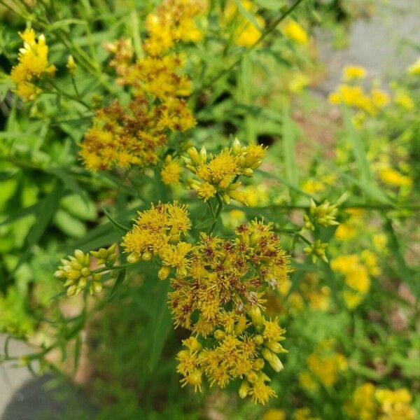 Euthamia graminifolia Flors