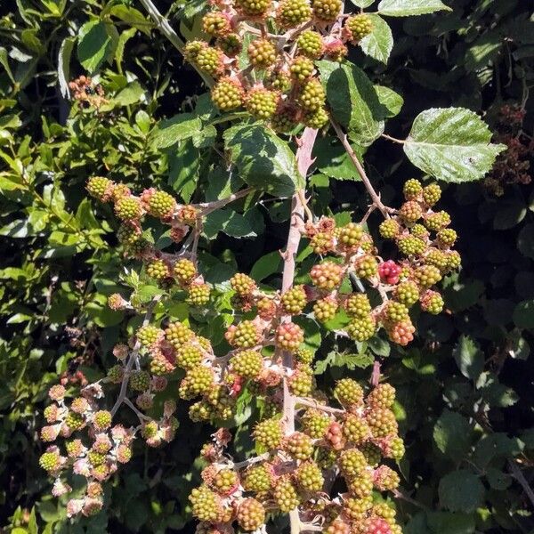 Rubus ulmifolius Fruit