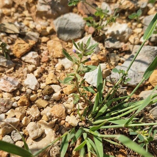 Clinopodium acinos Leaf