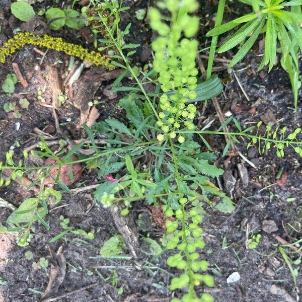 Lepidium virginicum Folla