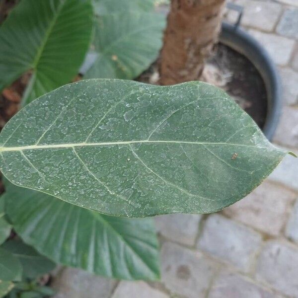 Ficus lutea Leaf