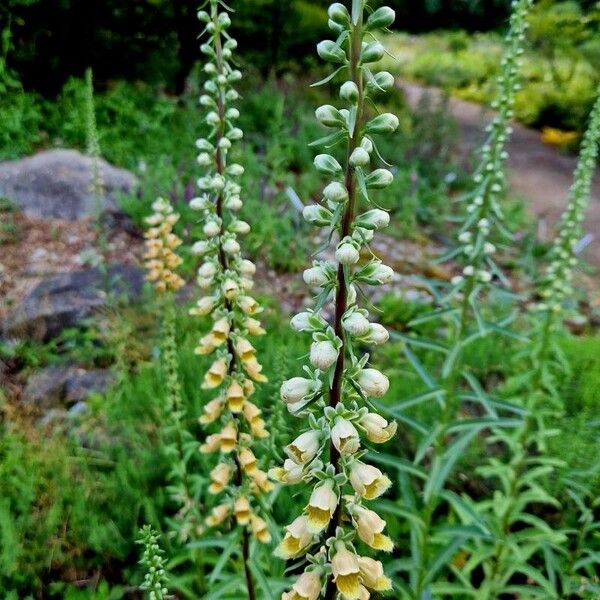 Digitalis ferruginea অভ্যাস