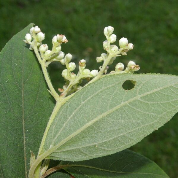 Clibadium surinamense Blatt