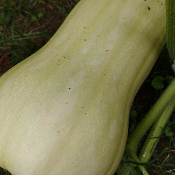 Cucurbita moschata ফল