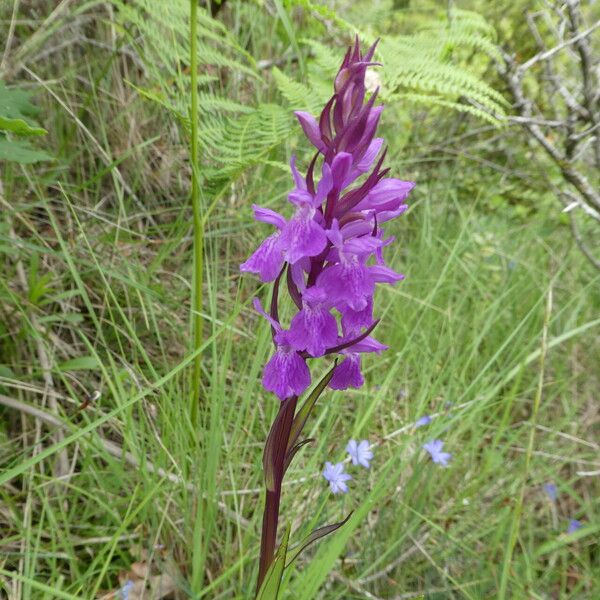 Dactylorhiza elata Corteccia