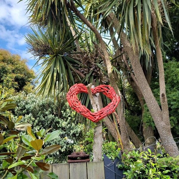 Cordyline australis Hábito