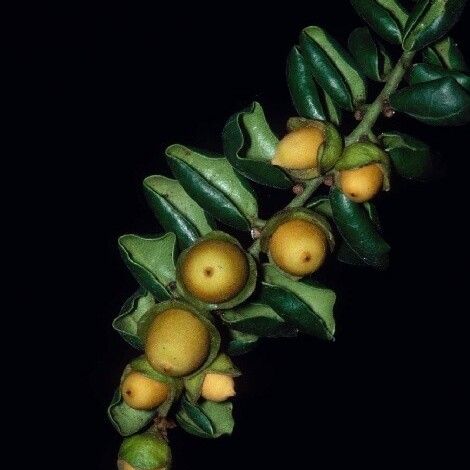 Diospyros pustulata Fruit