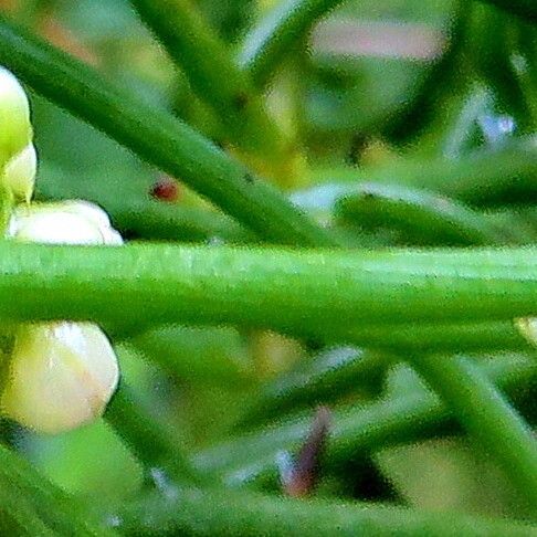 Cassytha filiformis പുഷ്പം