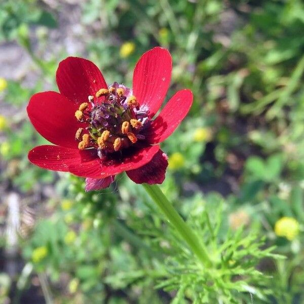 Adonis annua Flower