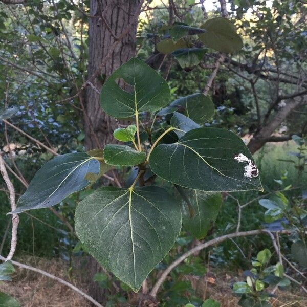 Populus balsamifera Blad