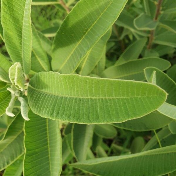 Ozoroa insignis Blad