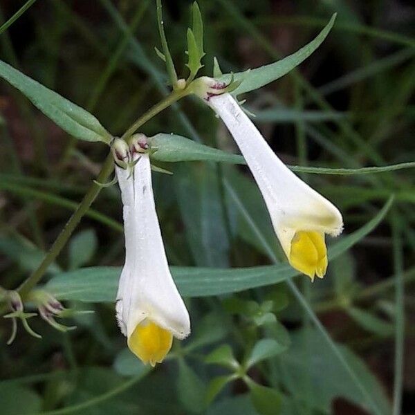 Melampyrum lineare Flower