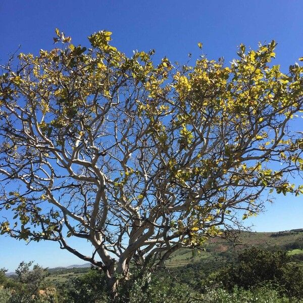 Ochna pulchra Habitat