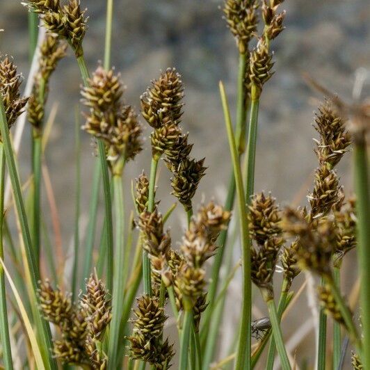 Carex lachenalii Fruct