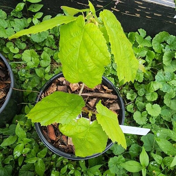 Corylus cornuta Folha