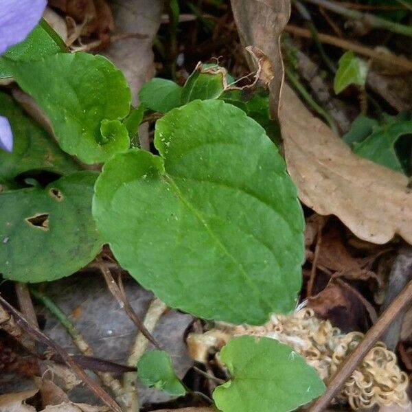 Viola riviniana পাতা