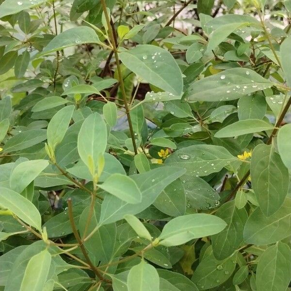 Galphimia glauca Leaf