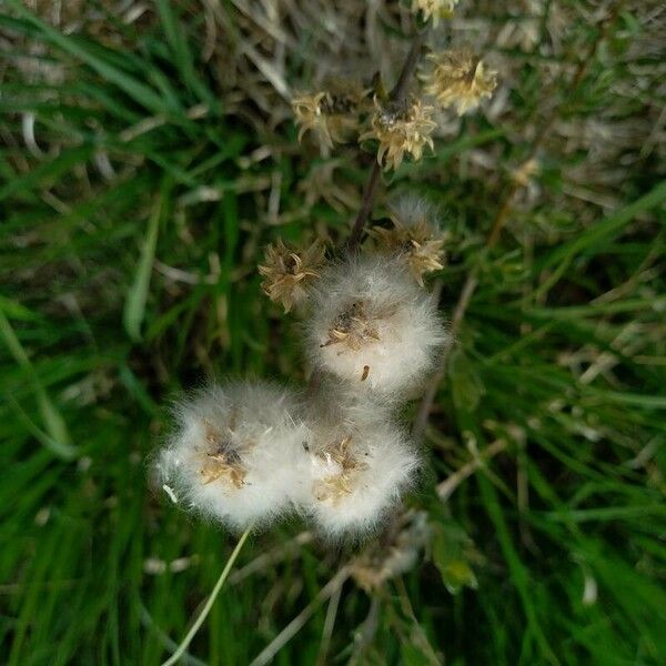 Salix repens Flor